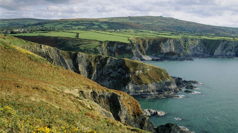 Coastal view of yellow gorse and green fields, cliffs and dark rocky coastline with a teal-blue sea